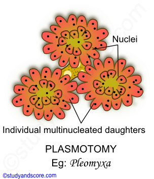 Plasmotomy, Sexual reproduction in Paramecium, Asexual reproduction in Paramecium, Phylum protozoa reproduction